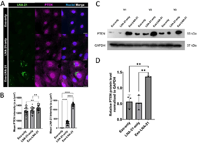 Exosome-mediated LNA anti-miR delivery achieves potent miR-21 inhibition and PTEN restoration in podocytes.