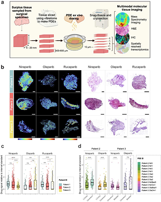 Multimodal imaging reveals a lysosomal drug reservoir that drives heterogeneous distribution of PARP inhibitors