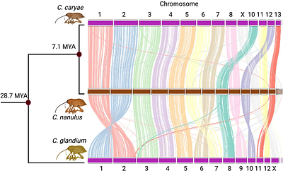 Bacterial DNA invasion triggers transposable element proliferation and genome expansion