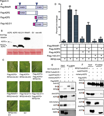 Defense-Suppressive Fragments of RIN4 generated by AvrRpt2 Participate in NDR1-dependent Activation of RPS2