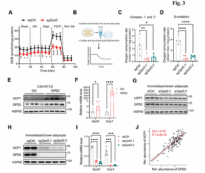Adipose GPD2 Couples Glycolytic Signals to Epigenetic Control of Metabolic Homeostasis