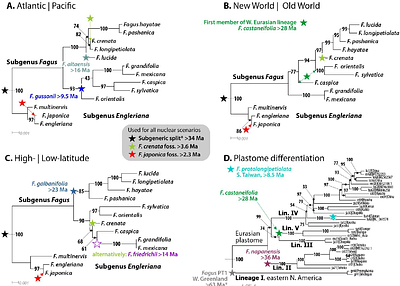 Whole chloroplast genomes reveal a complex genetic legacy of lost lineages, past radiations and secondary contacts in the dominant temperate deciduous tree genus Fagus