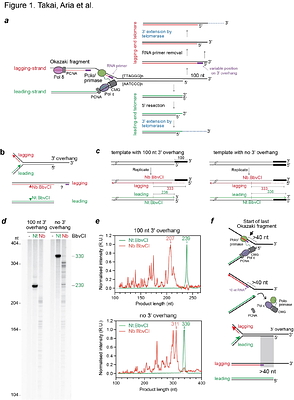 CST--Polymeraseα-primase solves a second telomere end-replication problem