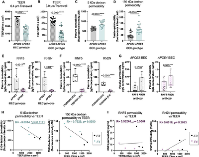 Increased tau expression in the APOE4 blood-brain barrier model is associated with reduced anti-tau therapeutic antibody delivery in vitro.
