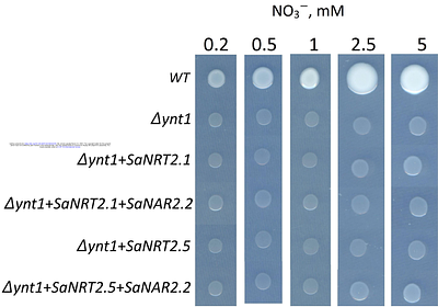 Molecular Cloning, In Silico Analysis and Expression of plasma membrane-associated NAR2 Protein, SaNAR2.2, from Euhalophyte Suaeda altissima