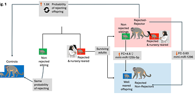 Maternal rejecting of newborns is epigenetic, intergenerationally transmitted and associated with altered miRNAs expression in owl monkeys.