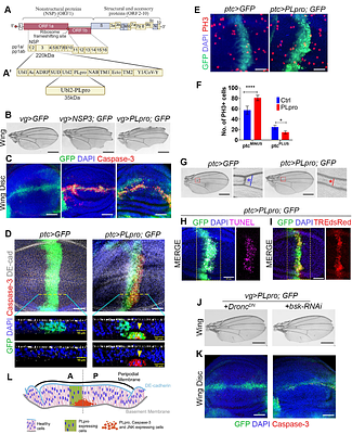 SARS-CoV-2 PLpro Drives Epithelial Barrier Disruption Across Drosophila and Mammalian Epithelia