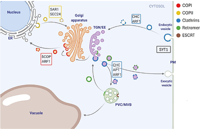 Defender or accomplice? Dual roles of plant vesicle trafficking in restricting and enabling geminiviral systemic infection.