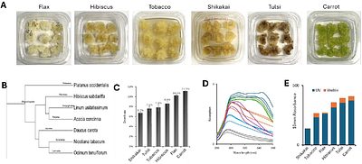 From Metabolomics to Function: Ranking Plant Stem Cell Metabolomes for Use in Health and Cosmetics