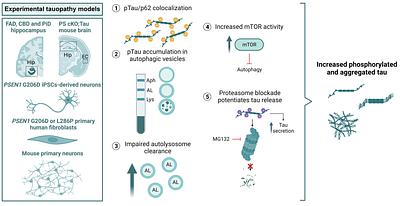 Presenilin-dependent regulation of tau pathology via the autophagy/proteasome pathway