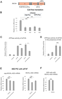 Molecular mechanisms of PDCD4-mediated modulation of translation initiation and termination