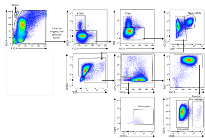 Selective targeting of IL-1RAP-dependent eosinophilic inflammation in allergic fungal airway disease