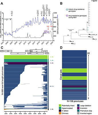 Prolonged non-suppressible viremia sustained by a clonally expanded, genomically defective provirus with an immune-evasive HIV protein expression profile