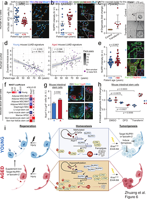 Aging limits stemness and tumorigenesis in the lung by reprogramming iron homeostasis