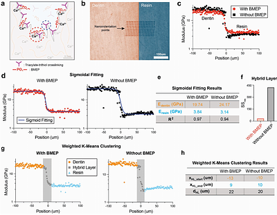 Biocompatible Multi-functional Polymeric Material for Mineralized Tissue Adhesion