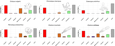 Under pressure: Evolutionary trade-offs shape the single visual opsin of deep-sea octopods