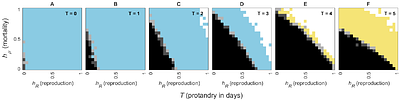 Beyond abstract selection coefficients: Protandry impacts the buildup of heterozygote advantage over the lifespan in a color polymorphic moth