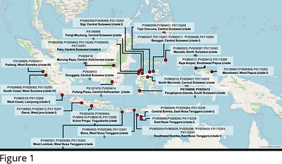 Genetic Variability and Population Structure within the Anopheles tessellatus complex (Theobald, 1901) in Indonesia using ITS2 nuclear and COI, COII mitochondrial sequences