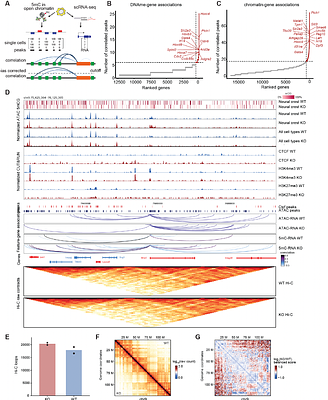 Uhrf1 loss disrupts Ctcf-associated chromatin organization during early mouse embryogenesis