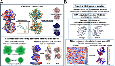 Mutation-induced reshaping of protein conformational dynamics revealed by a coarse-grained modeling framework