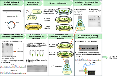 CRISPR-Cas9 Induced Knockout of BEL5 in Tetraploid Potato: Optimized Methodology via Repeated de novo Regeneration and Impact on Tuberization