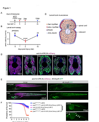 Hb-EGF directs systemic muscle repair