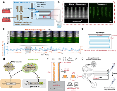 Single-cell carbon storage dynamics drive conditional fitness in microbes