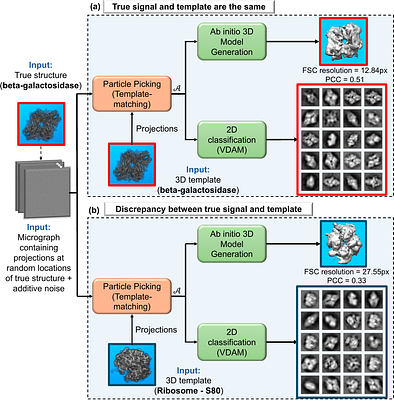 Structure from Noise: Confirmation Bias in Particle Picking in Structural Biology