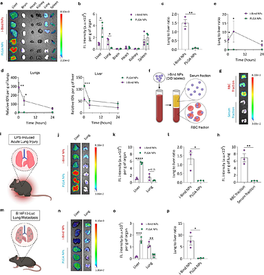 Lung-Selective Immune Reprogramming via In Situ Red Blood Cell Hitchhiking Nanoparticles