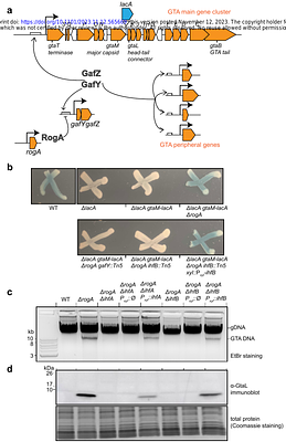 Control of a gene transfer agent cluster in Caulobacter crescentus by transcriptional activation and anti-termination