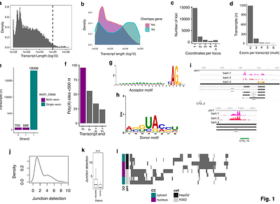 Reconstructing the human enhancer RNA transcriptome