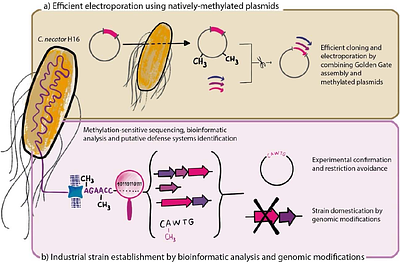 Using Cupriavidus necator H16 to provide a roadmap for increasing electroporation efficiency in non-model bacteria