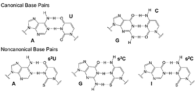 Nonenzymatic RNA copying with a potentially primordial genetic alphabet