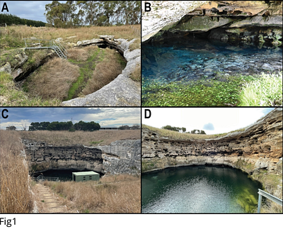 Neotaphonomic characteristics of vertebrate site formation in underwater caves