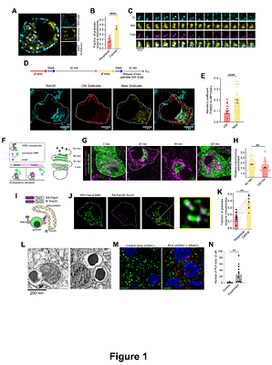 Mitochondria-insulin granule crosstalk controls the early stages of granule maturation