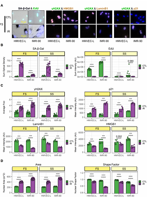 Senescent cell heterogeneity and responses to senolytic treatment are related to cell cycle status during cell growth arrest.