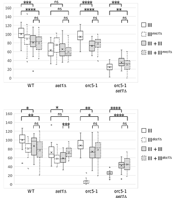 Aneuploidy alleviates the cell proliferation defect caused by mutations affecting origin licensing in Saccharomyces cerevisiae