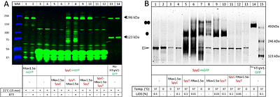 hNav1.5α forms an antiparallel intracellular homodimer but is incorporated into the plasma membrane as a monomer
