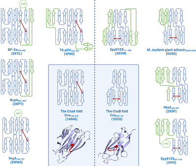 A global survey of intramolecular isopeptide bonds