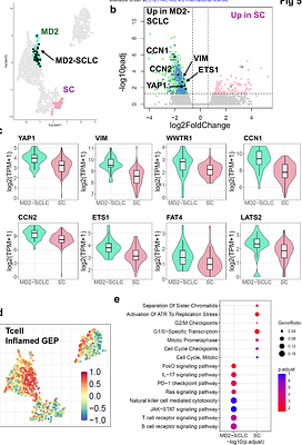 Beyond Histology: A Unified Transcriptomic Atlas Defines Lung Cancer Biologic States and Subtypes