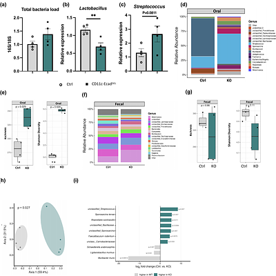 E-cadherin maintains oral Langerhans cell barrier surveillance to preserve microbiota-dependent immune homeostasis