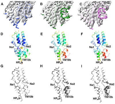 Structures of the human sodium-citrate cotransporter NaCT with and without substrates