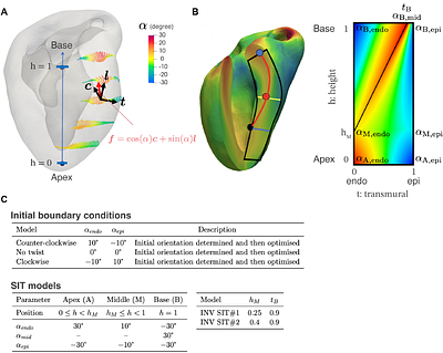 Topological defects and coherent myocardial chirality shape torsional heart contraction