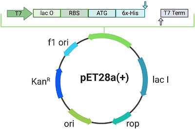 Expression, Purification, and Crystallization of Recombinant Human ABL-1 Kinase for Structure-Based Drug Screening Applications