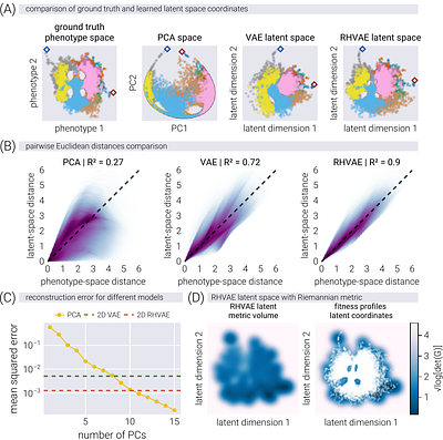 Learning the Shape of Evolutionary Landscapes: Geometric Deep Learning Reveals Hidden Structure in Phenotype-to-Fitness Maps