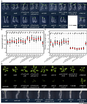 The CYP71A, NIT, AMI, and IAMH gene families are dispensable for indole-3-acetaldoxime-mediated auxin biosynthesis in Arabidopsis