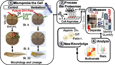 Subcellular Mass Spectrometry Reveals Proteome Remodeling in an Asymmetrically Dividing (Frog) Embryonic Stem Cell