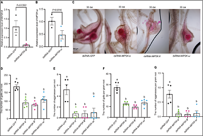 Plant-parasitic nematodes produce functional mimics of plant PSK peptides to facilitate parasitism