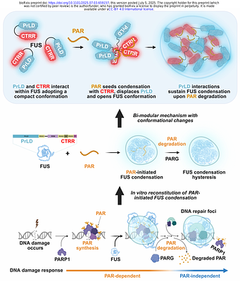 Transient Poly(ADP-Ribose) Triggers FUS Condensation Hysteresis via a Prion-Like Mechanism