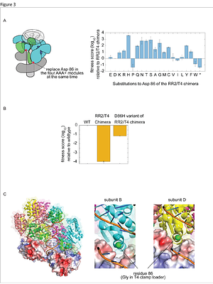 Adaptive capacity of a DNA polymerase clamp-loader ATPase complex